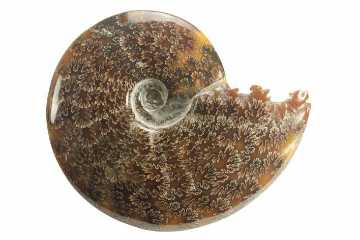 Polished Ammonite (Cleoniceras) Fossil - Madagascar #226292